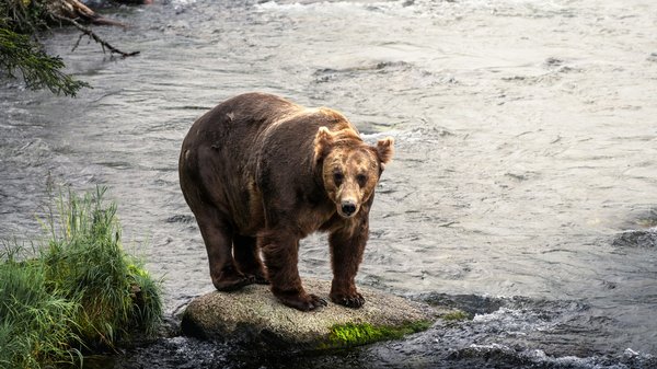 Comment organiser une expédition pour observer les ours polaires au Canada?