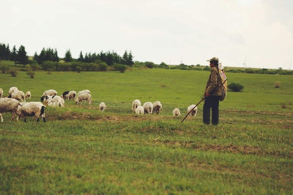 Comment découvrir les traditions des bergers nomades en Mongolie?